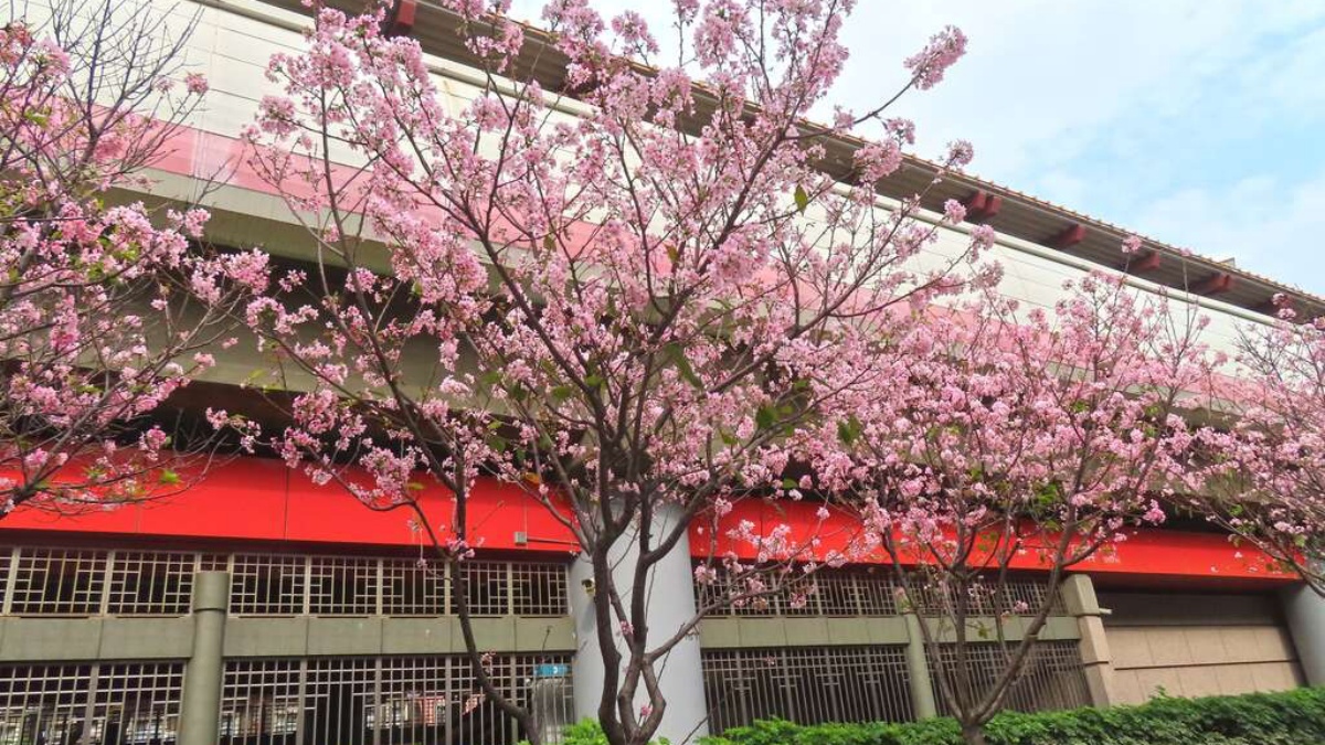一出捷運站就能打卡！200株富士櫻大爆發，衝隱藏版「粉紅線」拍美照
