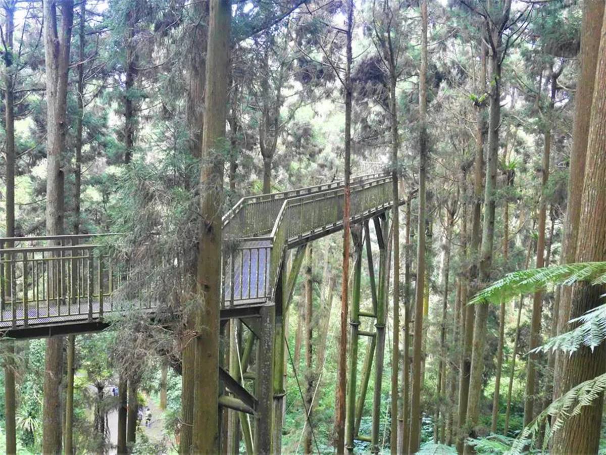 出遊不想人擠人！６大療癒「森林祕境」：打卡７層樓高空中走廊、祕境小木屋