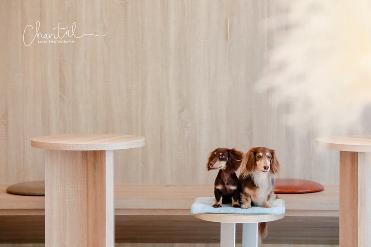 【新開店】打卡仙人掌座位區！內湖純白咖啡廳IG暴紅，木質設計怎麼拍都好看