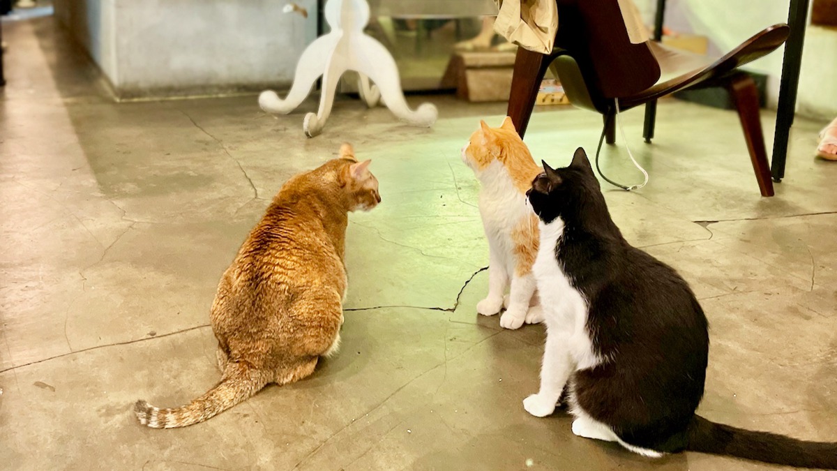吸貓天堂！雙北６間貓咪咖啡廳：預約制貓藝廊、50隻喵星人、貓主子餵食秀