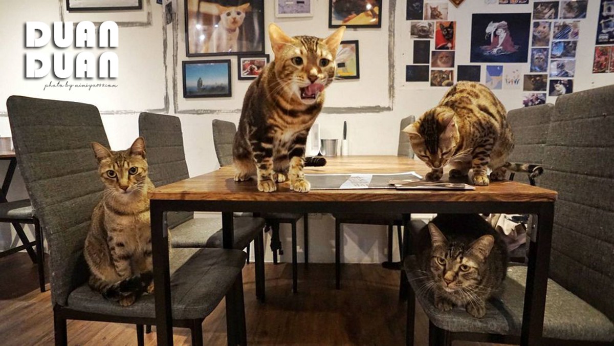 吸貓天堂快朝聖！雙北７間貓咪咖啡廳：50隻喵星人、貓主子餵食秀、餐桌陪吃