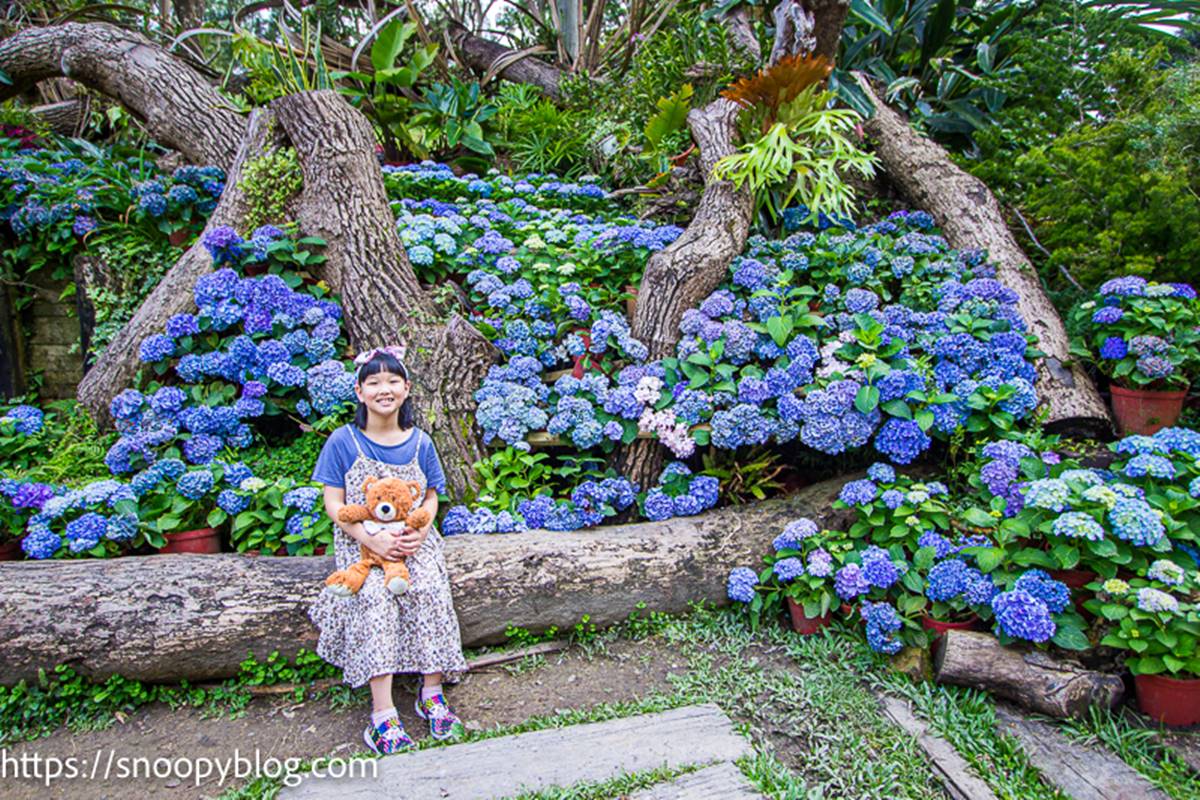 仙氣爆棚！５大繡球花美拍景點：占地8000坪拍到手痠、秒飛日本「花叢神社」
