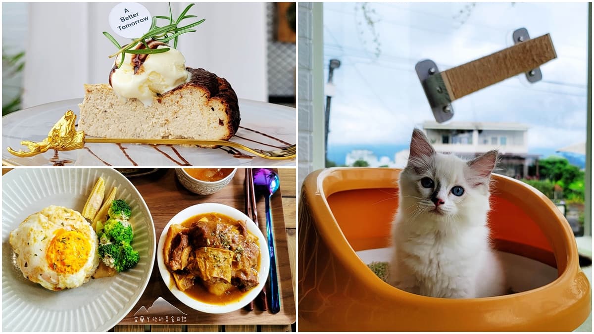 貓奴嗨了！12隻超萌「布偶貓」坐鎮，宜蘭吃港式下午茶邊逗貓