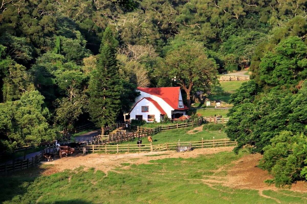 如置身歐洲鄉村！120公頃「親子牧場」10元體驗餵牛，獨木橋、牧草圈玩到斷電