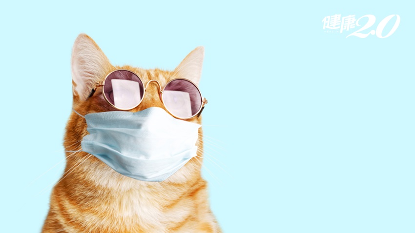全球首例新冠「貓傳人」！女獸醫被貓噴嚏傳染 眼部是關鍵