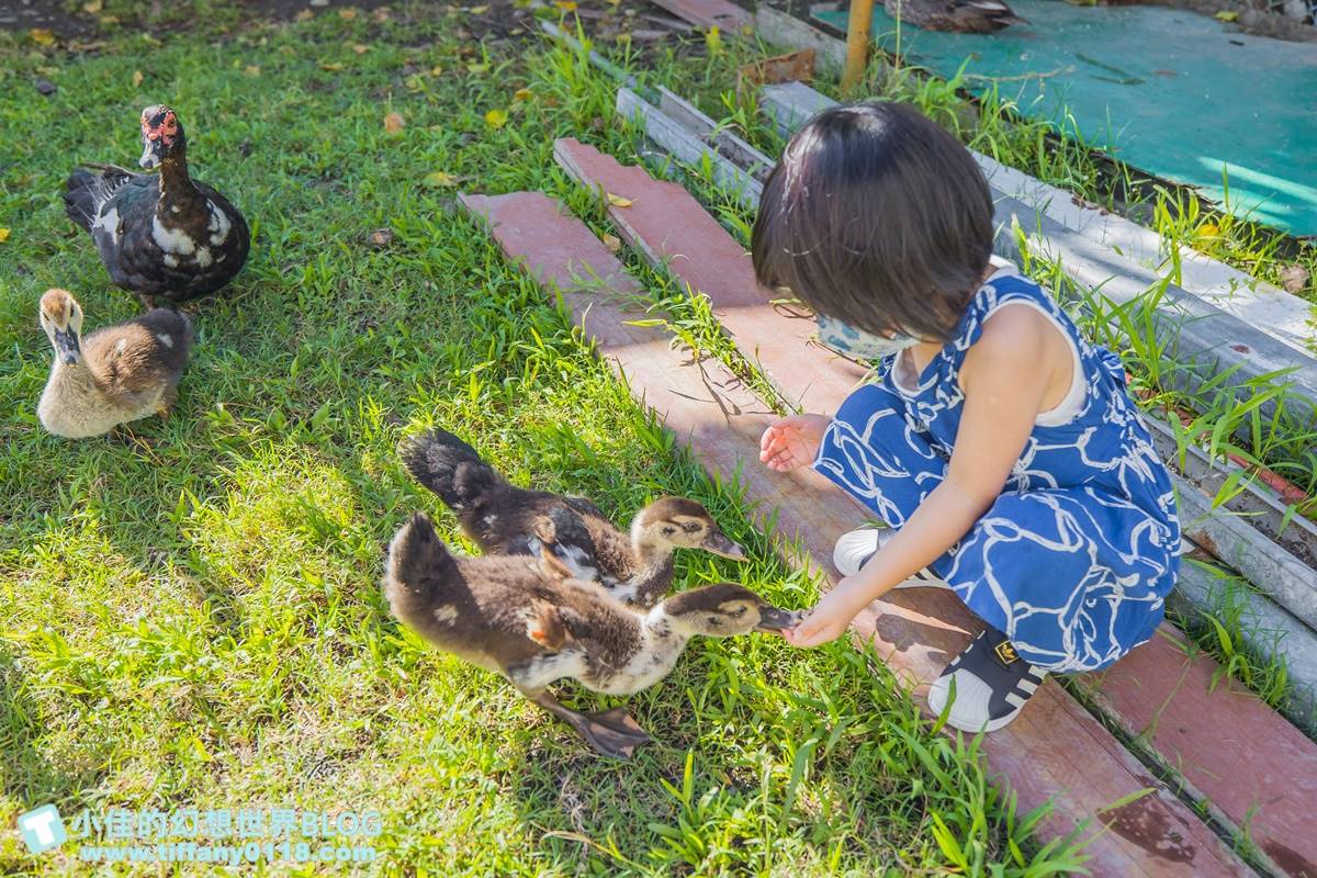 不只有梅花鹿、水豚！宜蘭５家特色親子農場：體驗餵鴨鴨、１日蔥農、荒野造景