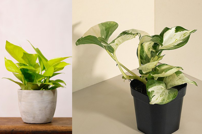植物療癒法正夯！6種可愛又實用的室內植物推薦，這款香草不僅能食用還能驅散蚊蟲