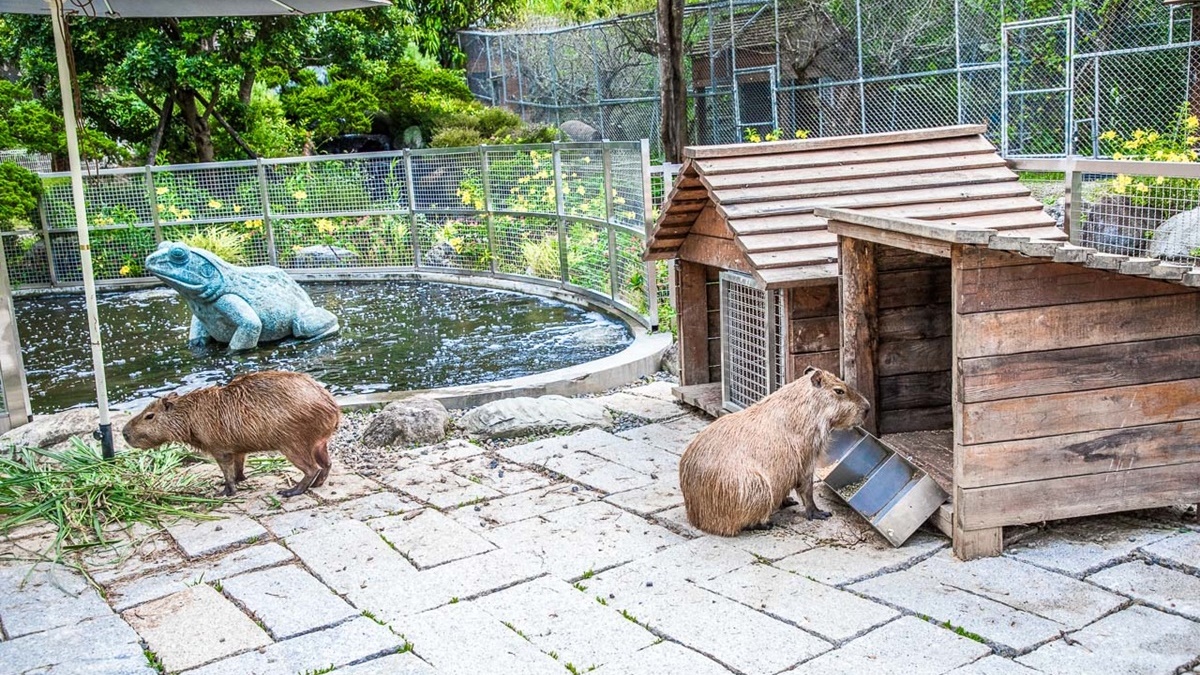 園區裡有動物界的賣萌教主水豚君，一旁還有大大的水池給牠們玩水。（圖片來源：大手牽小手玩樂趣）