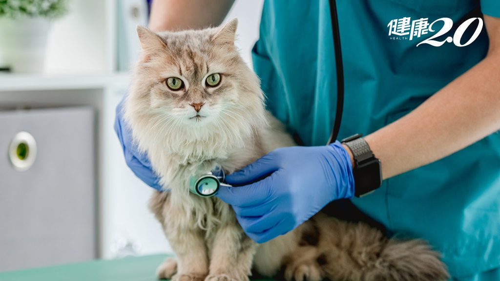 別給貓狗吃「人的感冒藥」！獸醫科普：為什麼普拿疼對貓是毒藥？