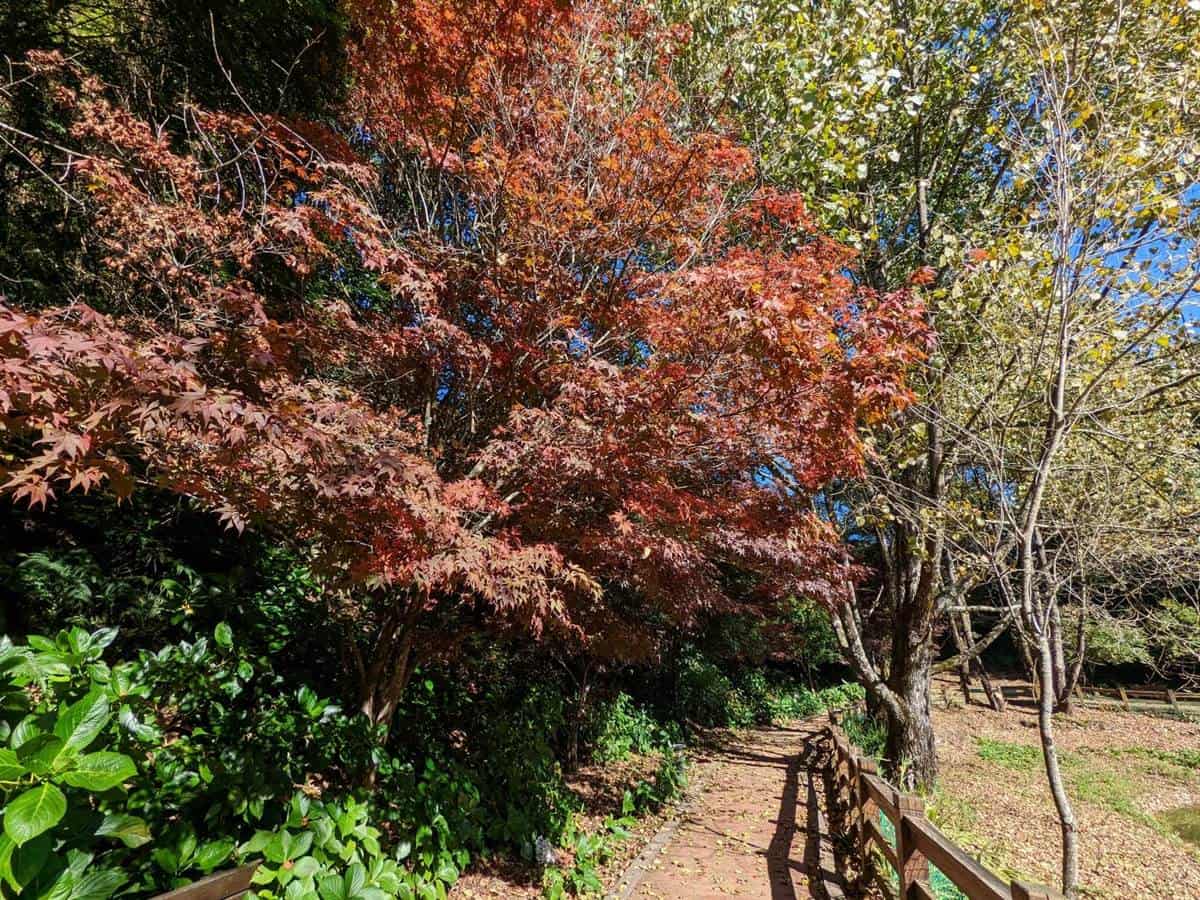 全台最早「楓紅」在這！鮮紅楓樹＋石子路如置身日韓賞楓，11月中旬前快追