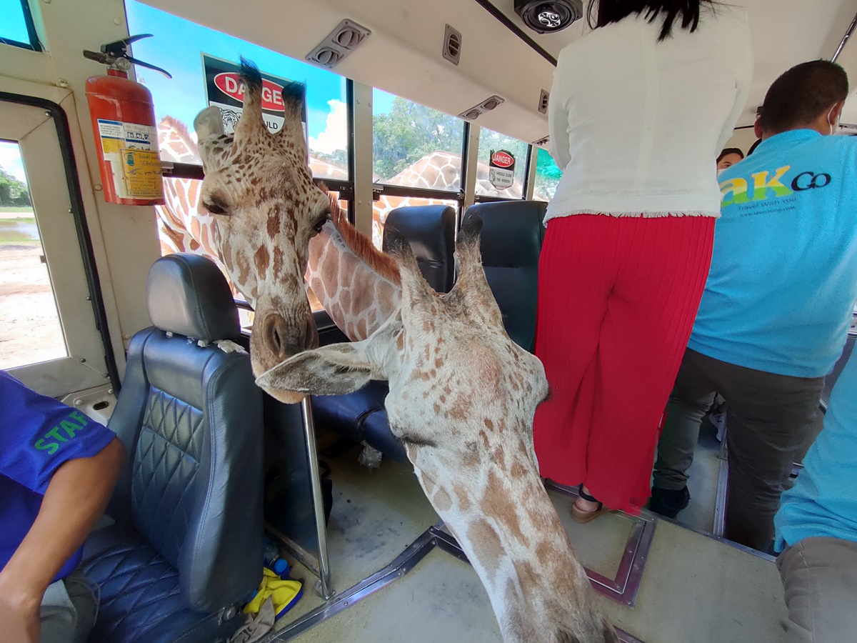 想報名+1！動物園超狂體驗「長頸鹿餵食」，獨享吉普車專屬網美照