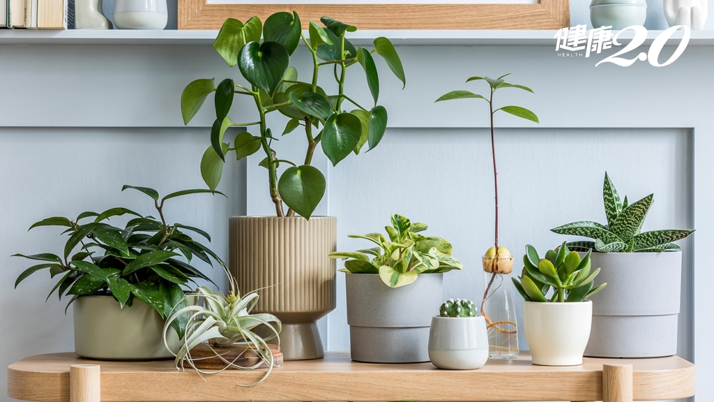 一張表看懂哪種植物、香草能消除甲醛！家中放幾盆植物淨化空氣效果最好？