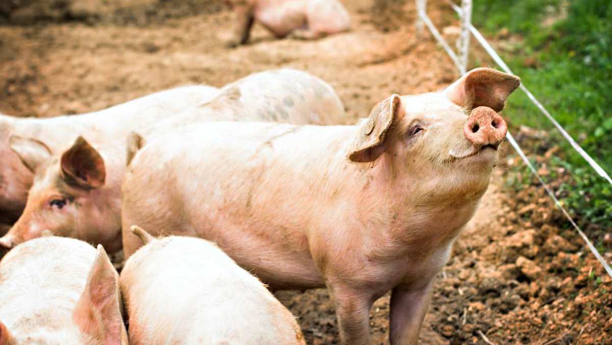 「松阪豬」不是來自日本？台灣人發明的松阪豬，專指「這部位」１隻豬僅兩片
