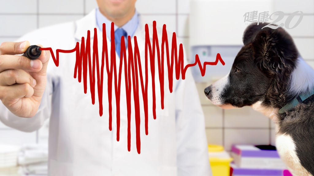 毛孩也會得心臟病，4大徵兆警訊別輕忽！醫提醒：這類型犬隻更要小心