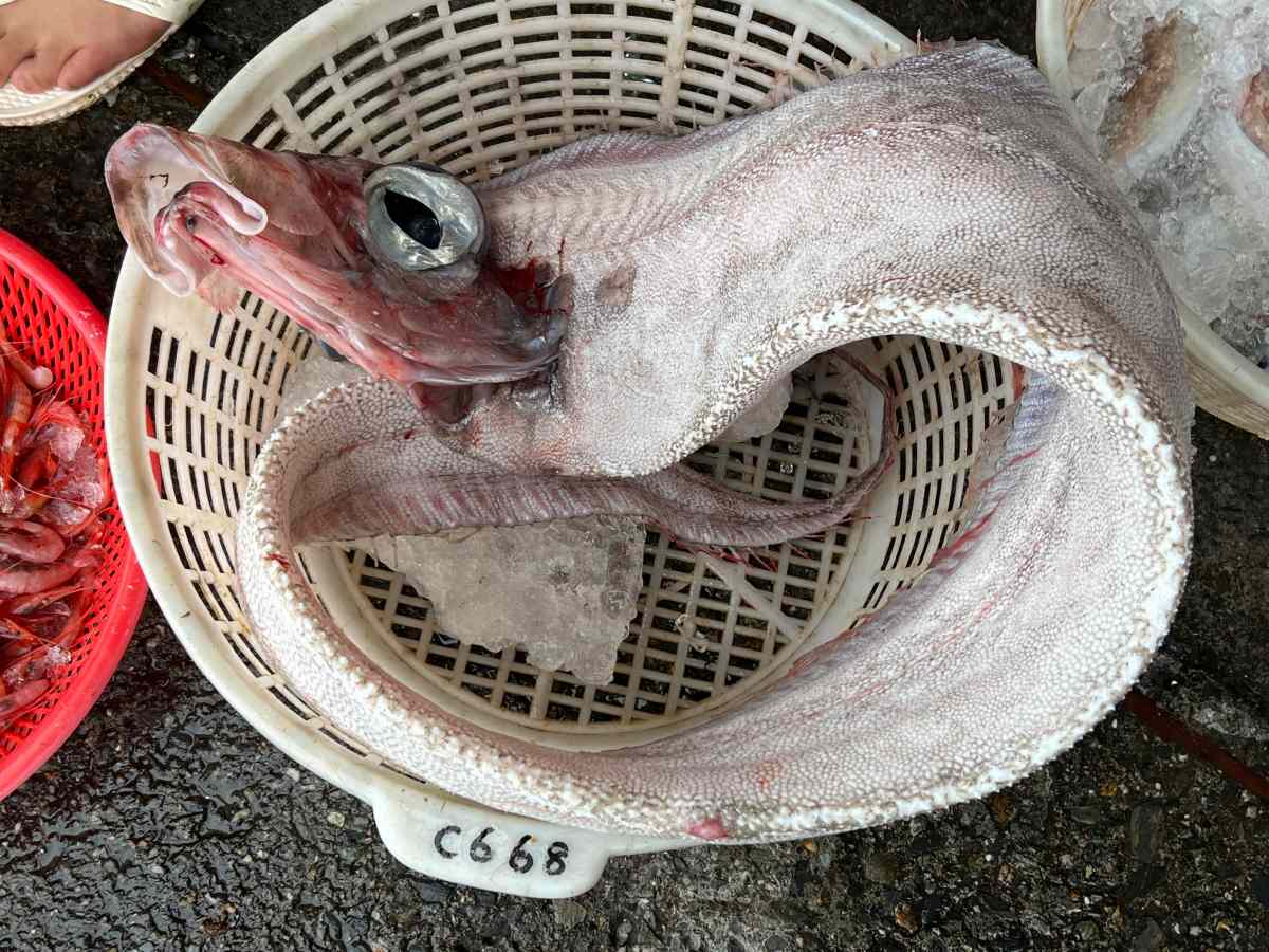 「地震魚」頻現身！地震魚可以吃嗎？資深老饕嘗鮮後「神奇口感」曝光