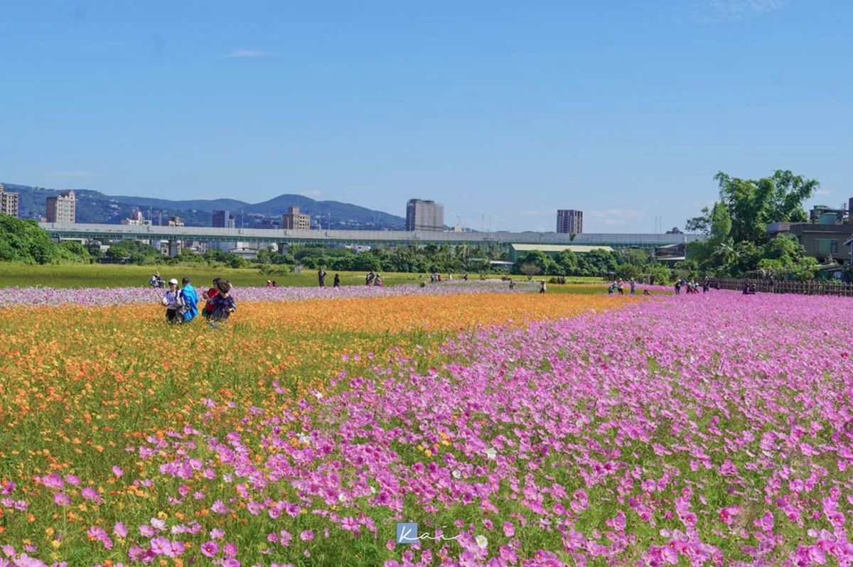 「台北最大花海」免費拍到飽！關渡「５公頃花田祕境」美到炸，11/20前快衝