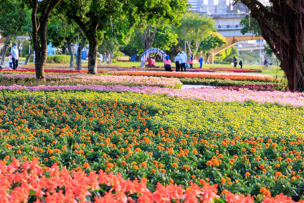 ８萬盆「七彩漸層花海」美到炸！耶誕節前衝大稻埕河濱公園，入夜點燈更浪漫