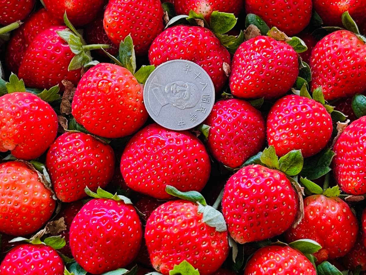 免費入園開採！「2022大湖草莓季」爽採美姬、香水４品種，近10年來最甜快衝