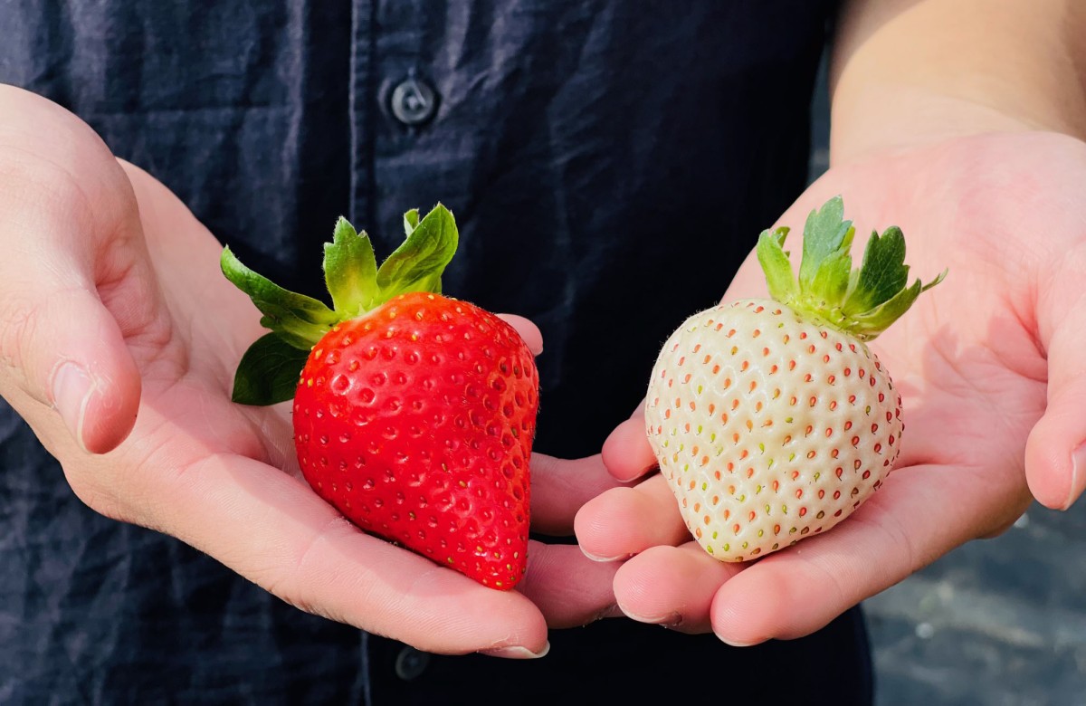 免費入園開採！「2022大湖草莓季」爽採美姬、香水４品種，近10年來最甜快衝