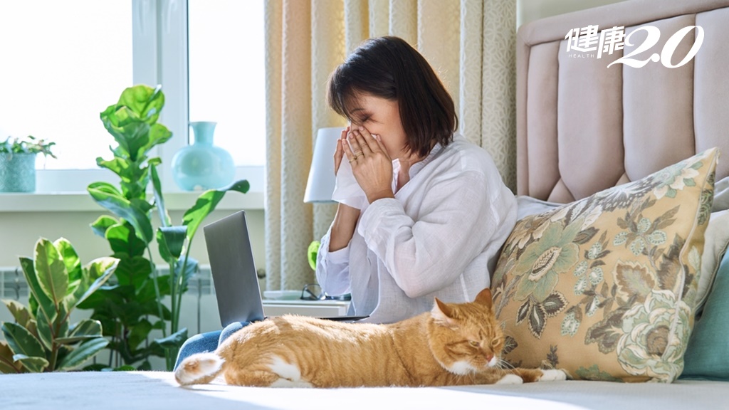 擼貓、吸貓你對貓過敏嗎？營養師授吃對食物抗發炎 避免敏感肌、花花臉