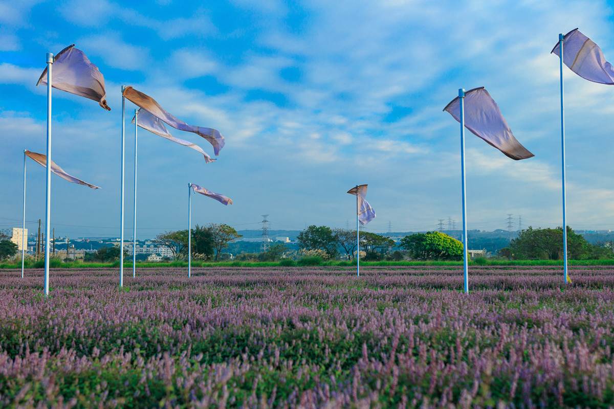 ５公頃粉紫花海大爆發！「2022桃園仙草花節」連15天開跑，宛如普羅旺斯花園