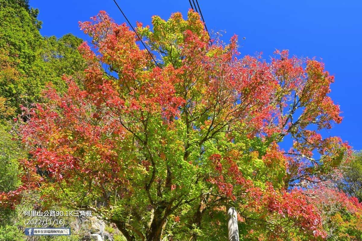 2022秋冬必訪！全台５大賞楓祕境：偽日本場景、阿里山「最美楓紅公路」