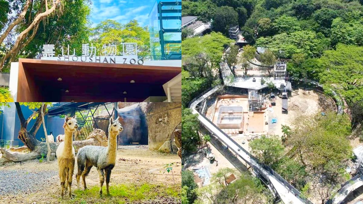 12歲以下免費入園！壽山動物園今起試營運，快衝全新空中廊道、鐵籠咖啡廳