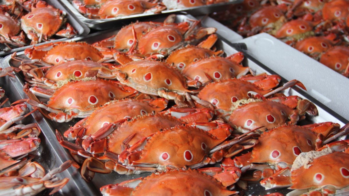 「螃蟹肥了」！12月3日漁獲促銷特賣會，與您相約漁人碼頭淡水魚市