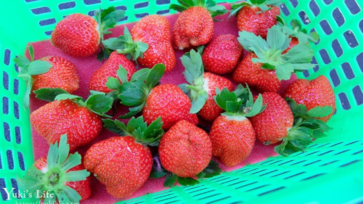 草莓真的又紅又大顆，可以聞到超級香濃又甜蜜的草莓滋味。（圖片來源：Yuki‘s Life）