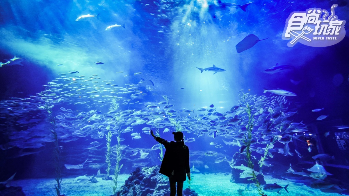 打卡巨萌魟魚＋23米水槽！直擊世界級水族館，再搶拍４層樓觀景窗、海底隧道