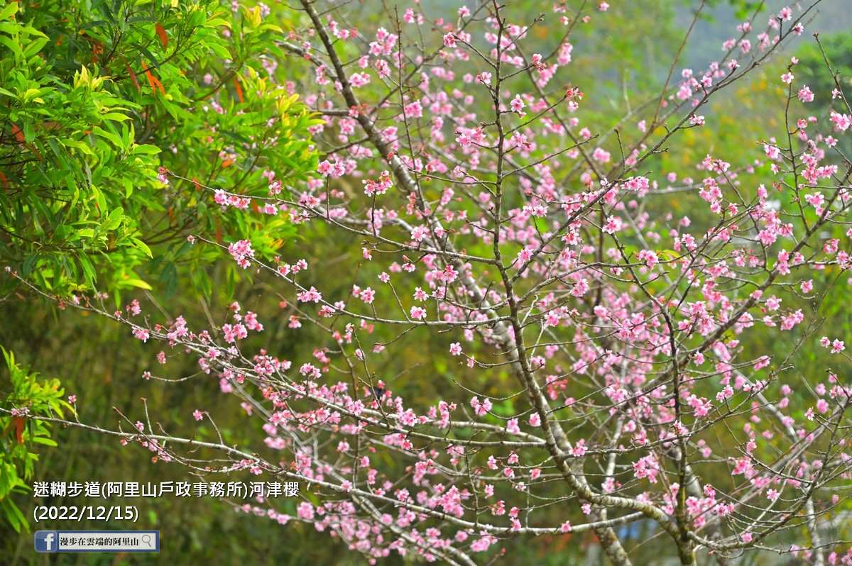 寒流來襲櫻花開了！阿里山「河津櫻」提早開，年底追花一次賞楓紅＋粉櫻