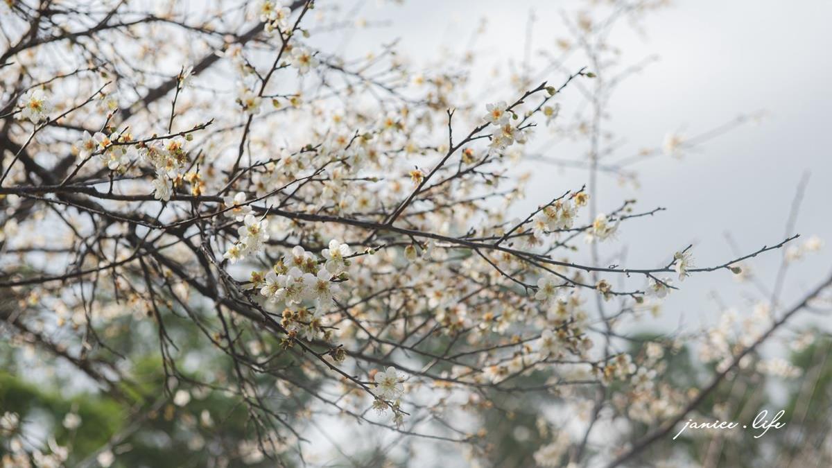 桃園「角板山公園」一整片的梅花花海非常美麗。（圖片來源：潔妮食旅生活）