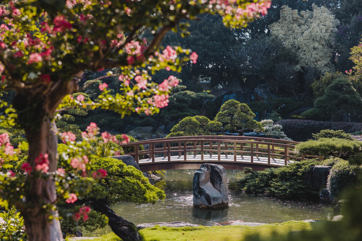 與大佛合照「入園半價」！彰化落羽松大道春節正美，「台版兼六園」超好拍