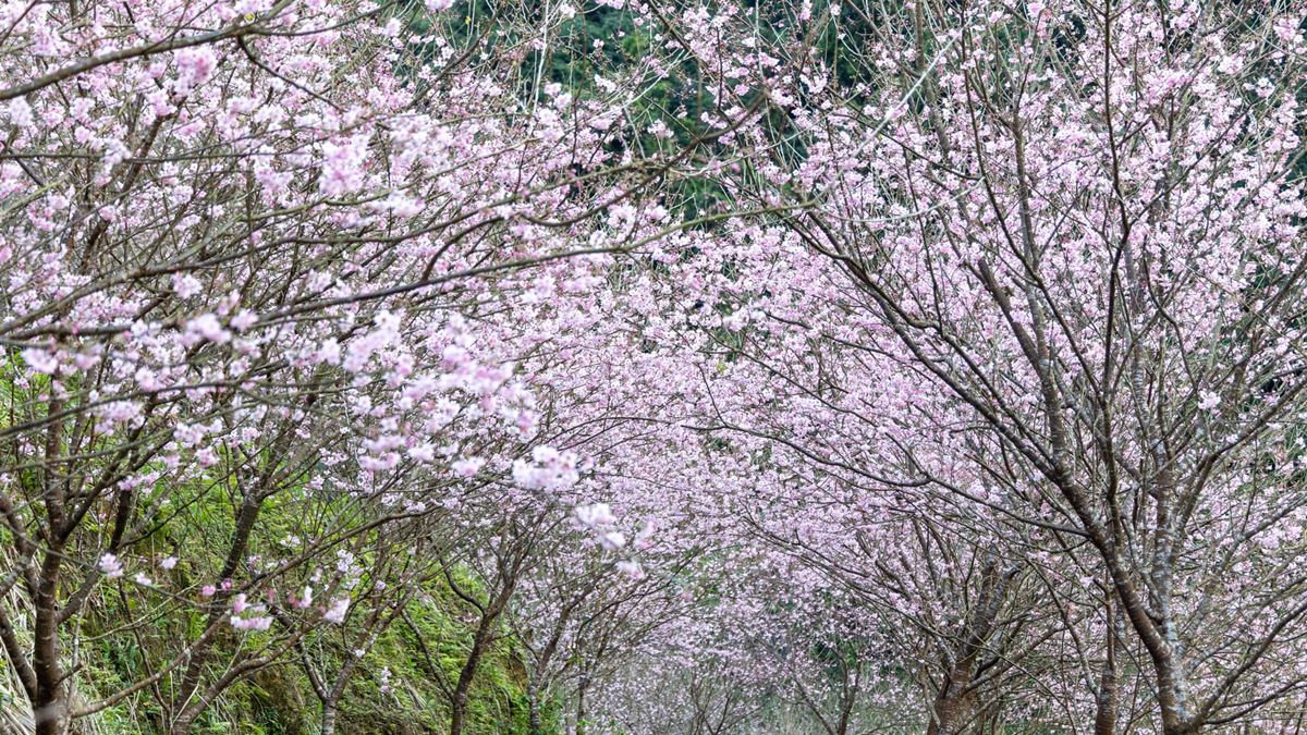 大熊櫻花林，美麗櫻花開始綻放。（圖片來源：IG@wzjia.0806）