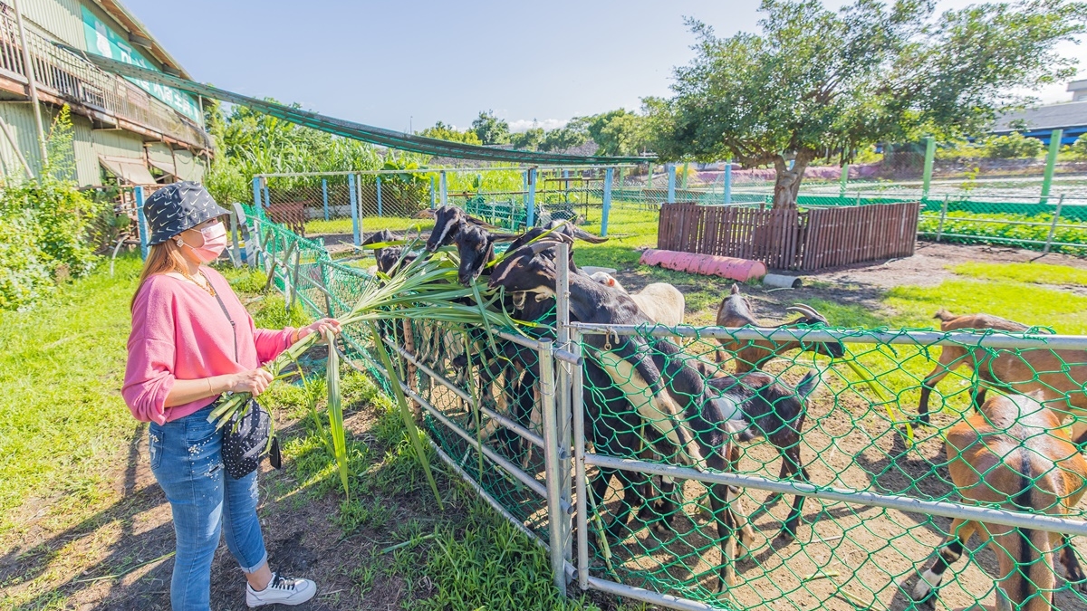 位於宜蘭員山鄉的「可達休閒羊場」，可以認識動物跟餵食。