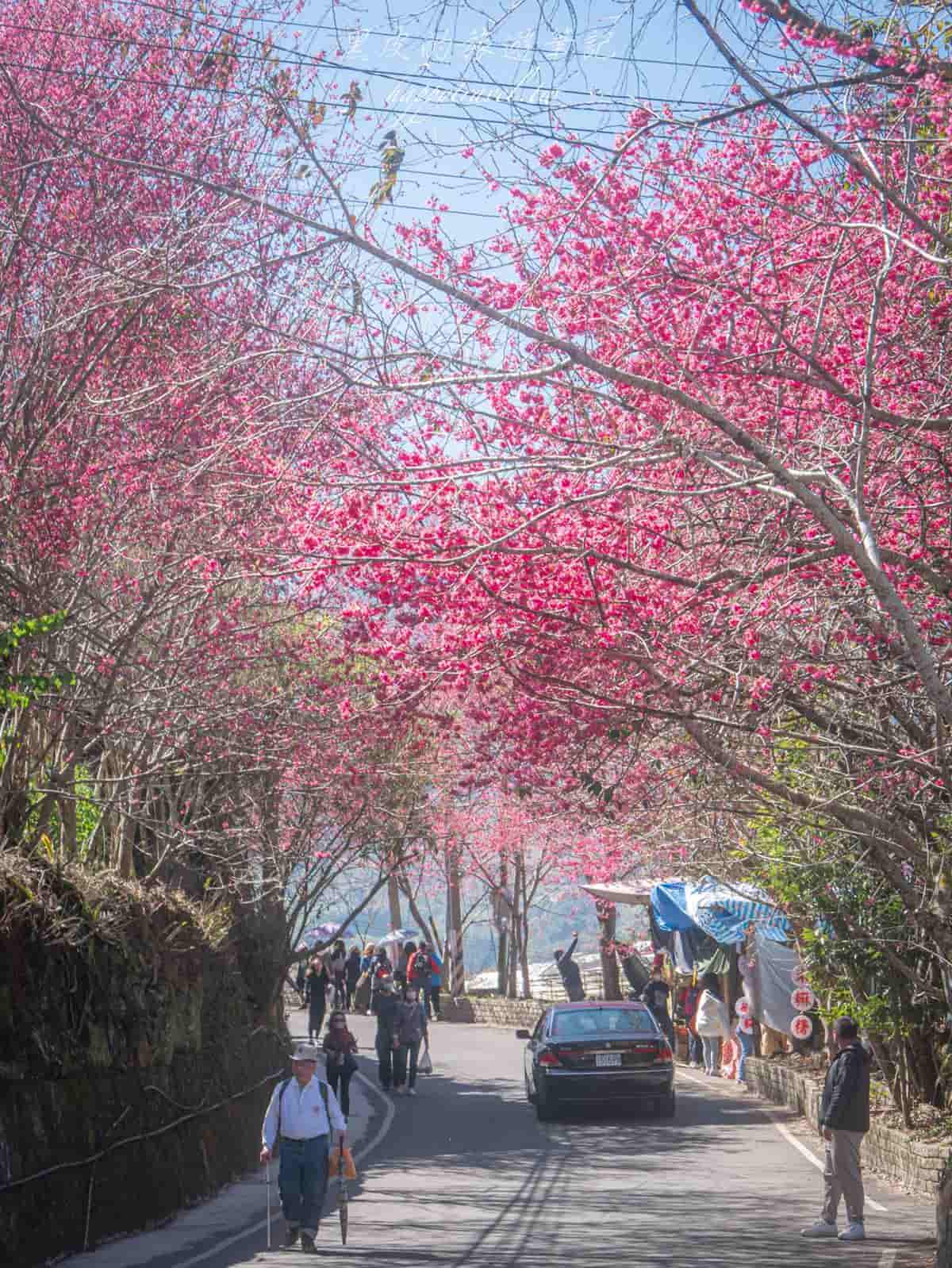 「全台最美停車場」一次賞櫻花、李花！粉嫩大爆發至２月中旬，好拍到手軟