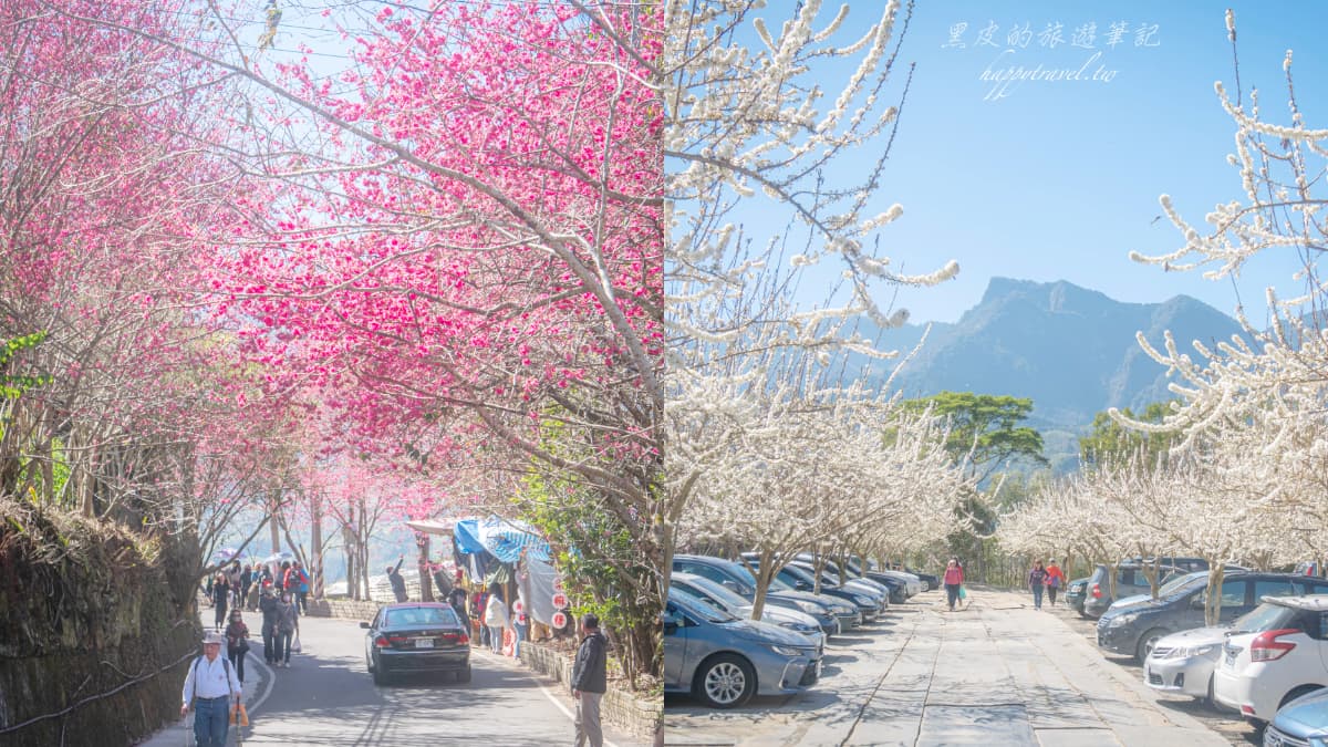 「全台最美停車場」一次賞櫻花、李花！粉嫩大爆發至２月中旬，好拍到手軟