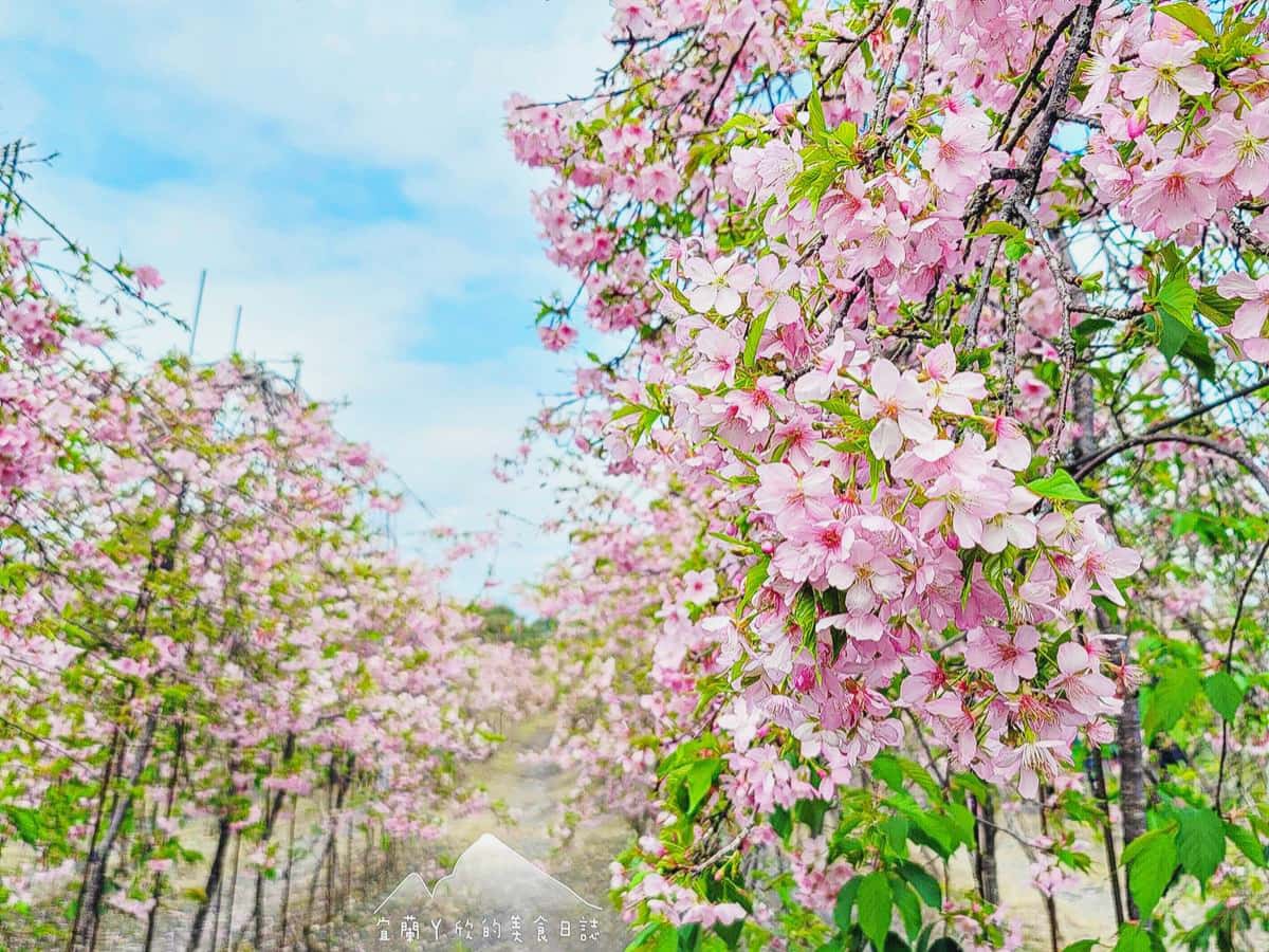 今年再不看明年就沒了！宜蘭「櫻花祕境」粉嫩大爆發，上千棵枝垂櫻隧道美翻
