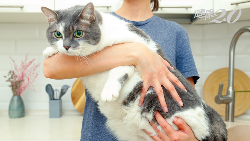 貓咪也有糖尿病！醫提醒：貓咪出現「這動作」快就醫 胖貓更要注意