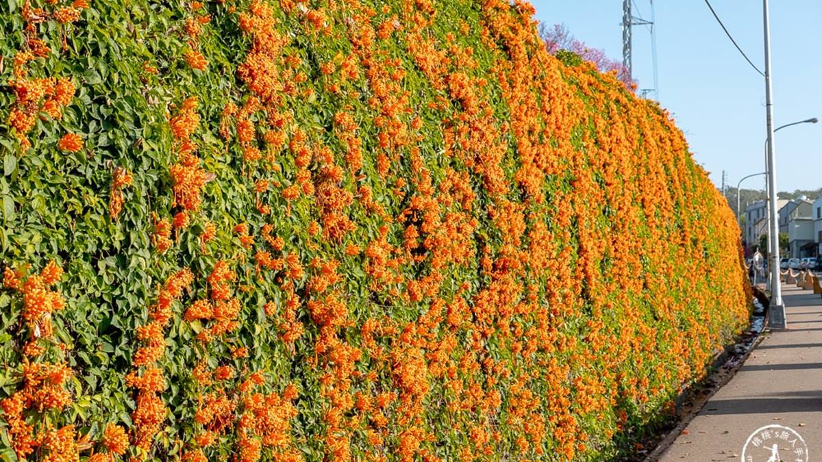 走在步道上綠色藤蔓及橘色炮仗花像是花毯，鋪滿了步道的兩側。（圖片來源：桃桃‘s旅人手札）