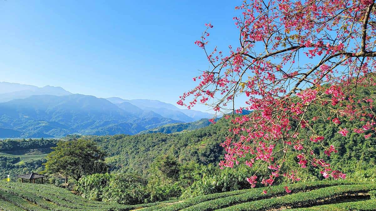 今年「玉蘭茶園」山櫻花開得比較晚。（圖片來源：宜蘭ㄚ欣的美食日誌）