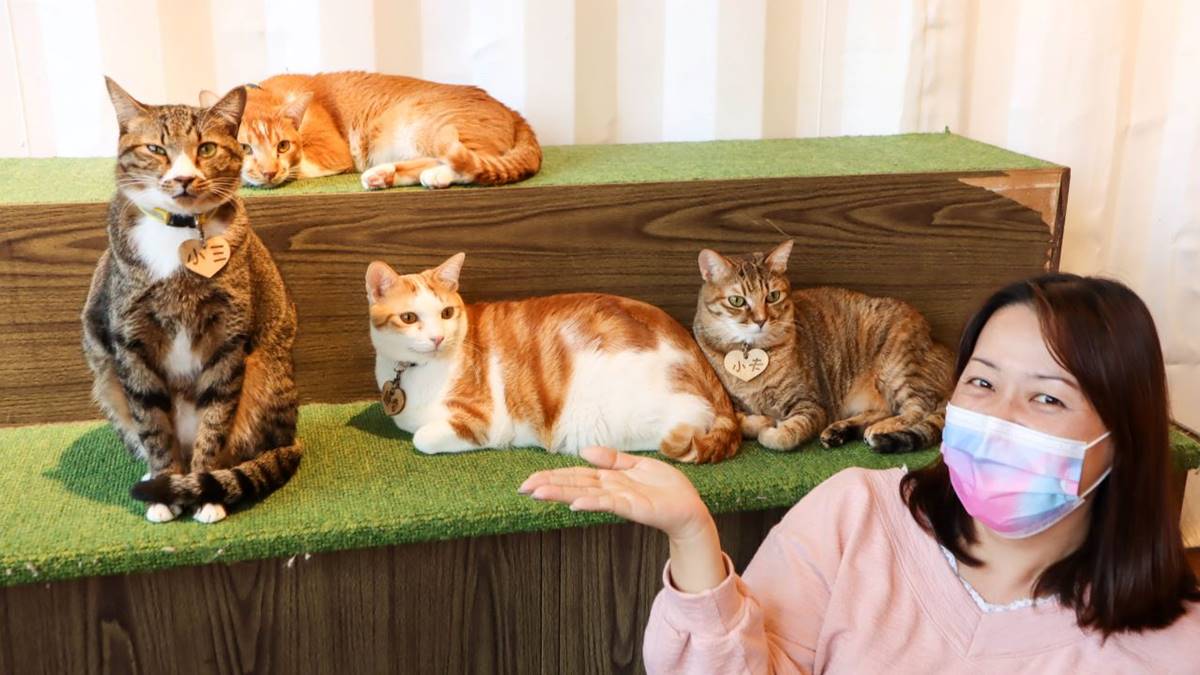 「貓谷」內有50隻可愛的貓咪坐鎮。（圖片來源：Nancy將的生活筆計本）