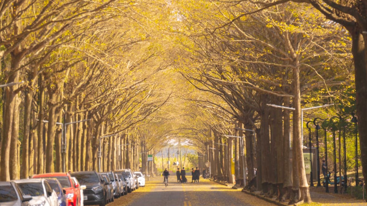 超過千棵的小葉欖仁樹，形成了絕美黃金隧道。（圖片來源：黑皮的旅遊筆記）