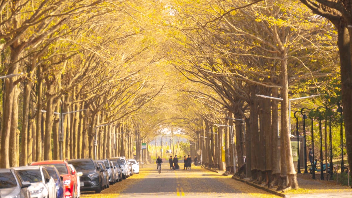 這週錯過等明年！嘉義最美大學「４公里樹海隧道」刷爆IG，浪漫黃金雨來襲