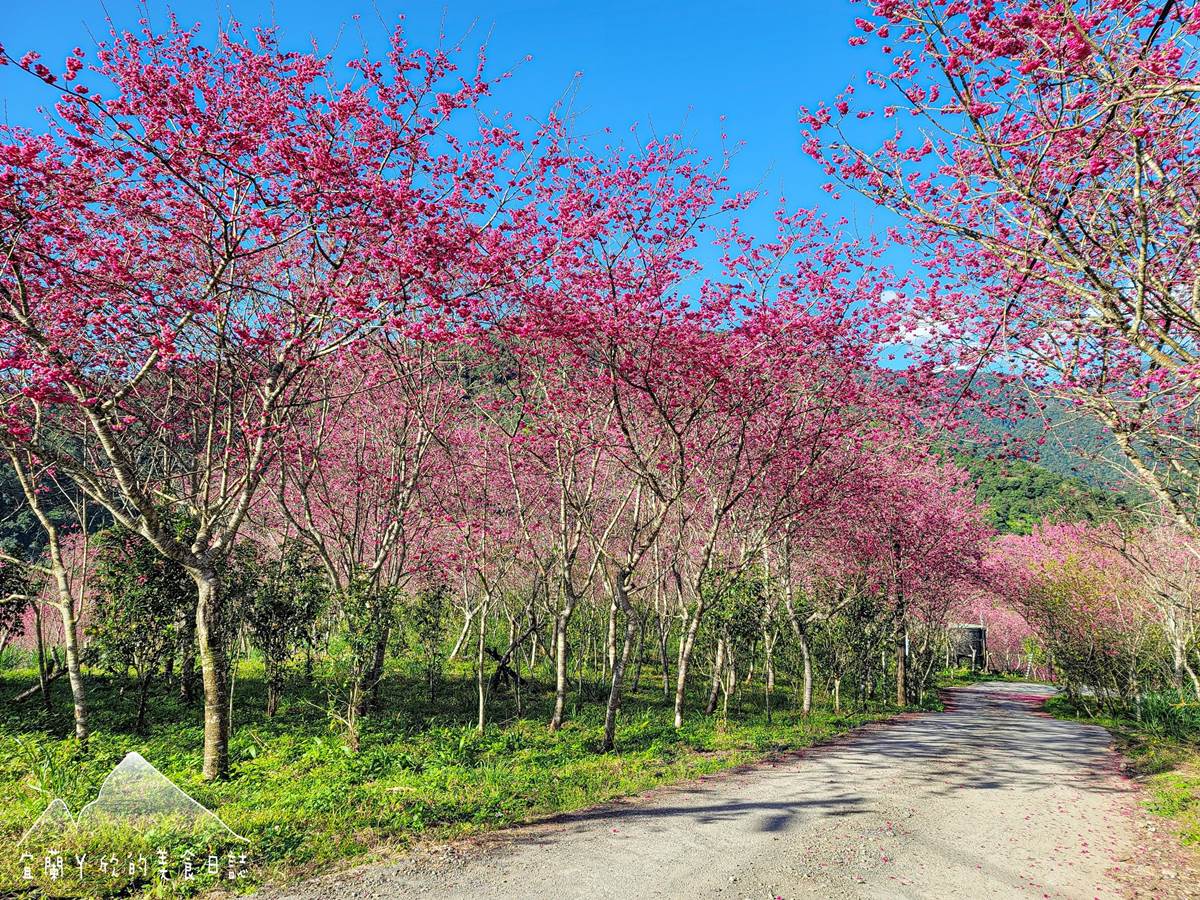 粉嫩爆發中！宜蘭５大「最美賞櫻夯點」：65米長「粉紅巨龍」、上千棵枝垂櫻
