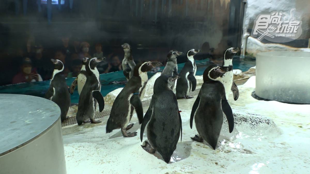 在這裡可以近距離餵食企鵝，並與牠們一起拍照。