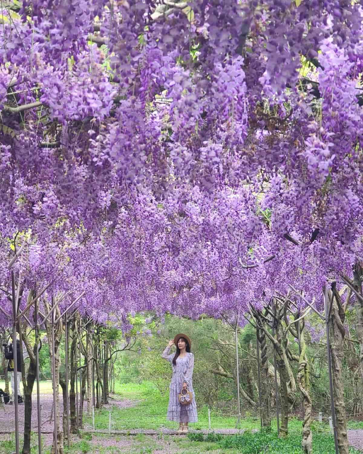 全台最大紫藤花園「這時」開放！上千株紫藤花海比往年更美，限時２週快搶拍