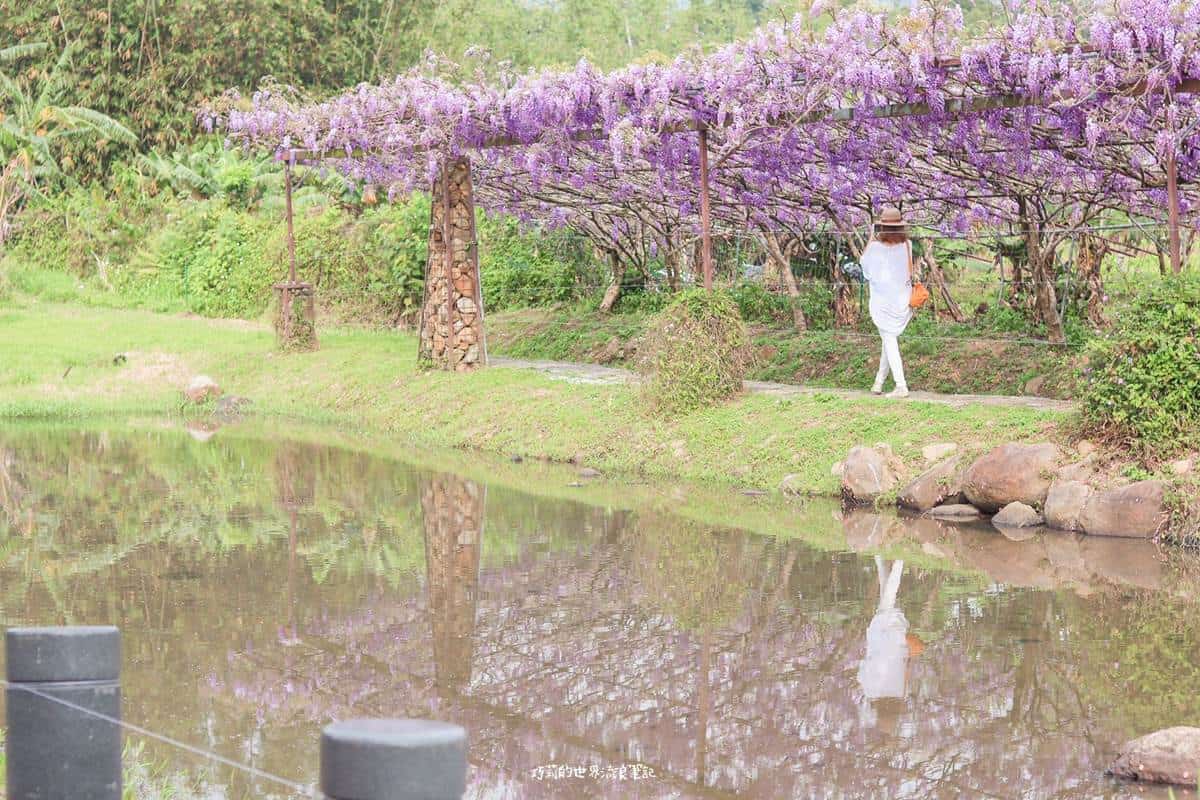 全台最大紫藤花園「這時」開放！上千株紫藤花海比往年更美，限時２週快搶拍
