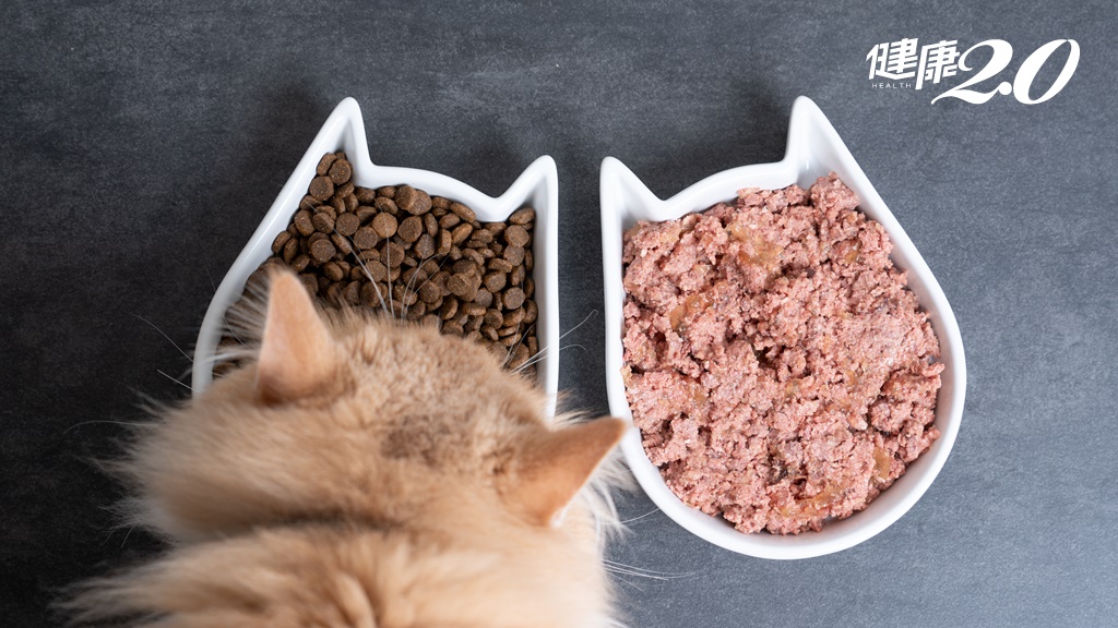貓咪吃「乾糧」還是「濕糧」好？獸醫解析優缺點 一次搞懂怎麼選