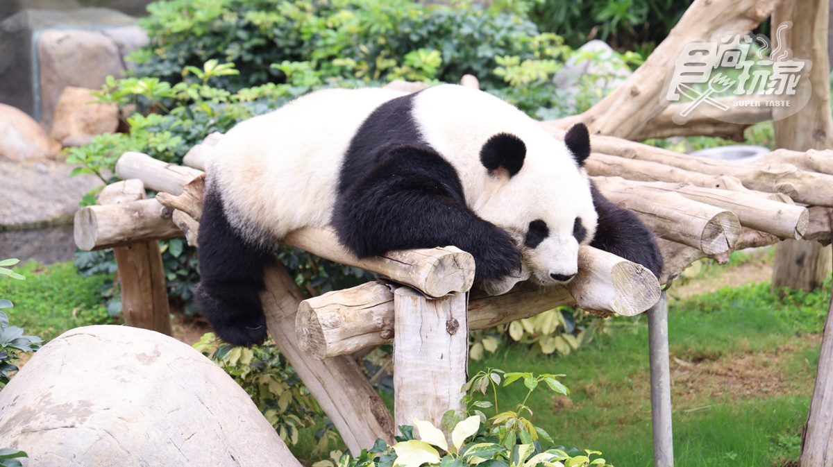 園區內動物園有熊貓可看。
